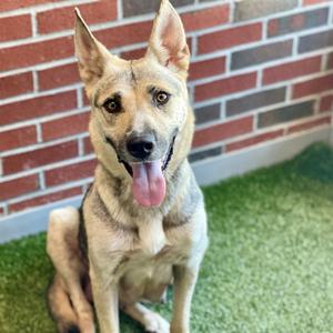 TANYELLE, German Shepherd Dog, adult, available for adoption