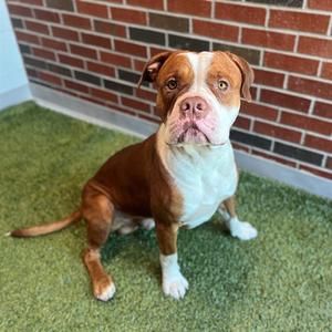 TANX, American Pit Bull Terrier, adult, available for adoption