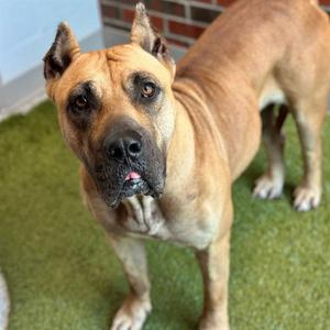 GINA, Cane Corso Mastiff, adult, available for adoption