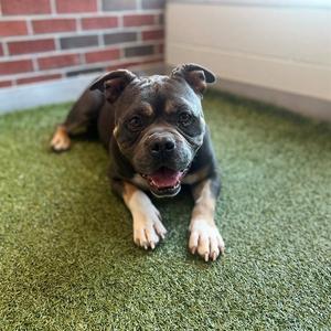 BOULDER, American Pit Bull Terrier, adult, available for adoption