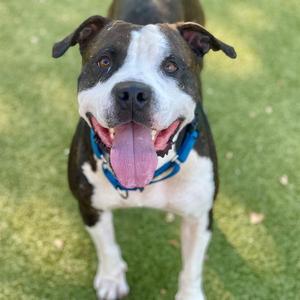 A happy dog with a black and white coat, wearing a blue collar, standing on grass with its tongue out.