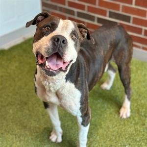 GINO, American Pit Bull Terrier, adult, available for adoption