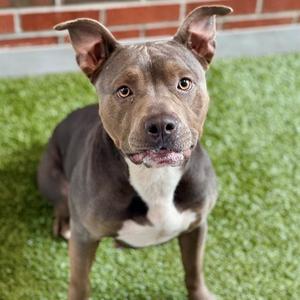 VETTA, American Pit Bull Terrier, adult, available for adoption