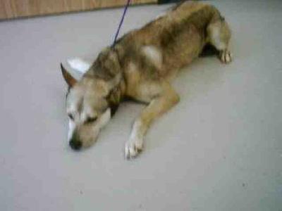 A008023, German Shepherd Dog, adult, available for adoption