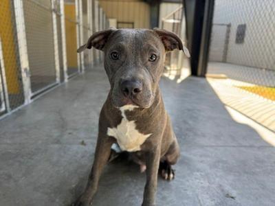 A brown and white dog sitting on a concrete floor in a shelter
