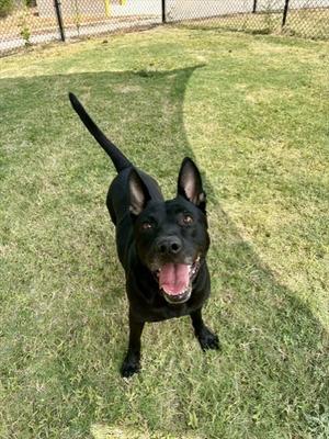 A black dog with perked ears and a wagging tail standing on grass, looking up with its mouth open and tongue out.