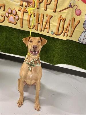 KING, Weimaraner, adult, available for adoption