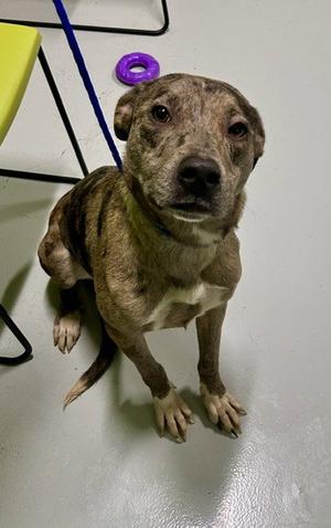 BLUE BONNET, Catahoula Leopard Dog, adult, available for adoption