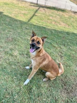 A brown dog with a black muzzle and ears sitting on a grassy lawn, looking up with its tongue out.