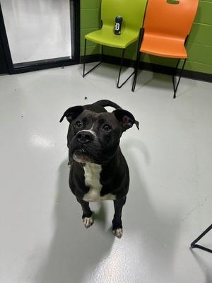 HAYDEN PAWNER, Pit Bull Terrier, adult, available for adoption