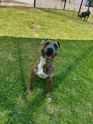 A happy brown and white dog sitting on a grassy field with a fence in the background.