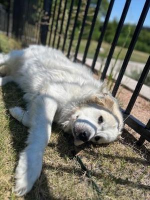 DAISY, Great Pyrenees, senior, available for adoption