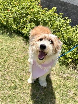 JUNA, Old English Sheepdog / Border Collie, young, available for adoption
