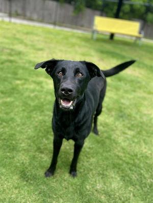 BOONE, Labrador Retriever, adult, available for adoption