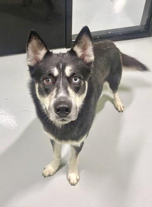 KAI, Siberian Husky, adult, available for adoption