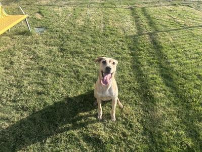 A080317, Labrador Retriever, adult, available for adoption