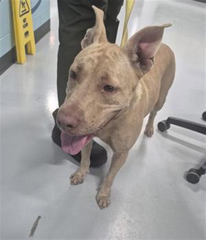 A080421, Pit Bull Terrier, adult, available for adoption