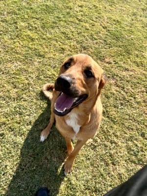 BABY RUTH, Rottweiler / Great Pyrenees, young, available for adoption