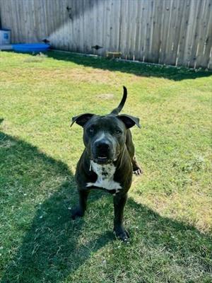 B.B, Pit Bull Terrier, young, available for adoption