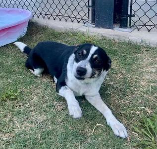 BINDI, Australian Cattle Dog/Blue Heeler, adult, available for adoption