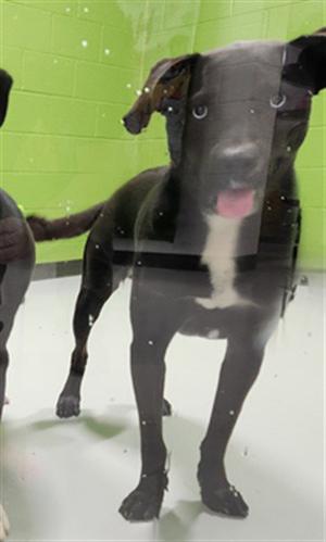 DOC, Labrador Retriever / Husky, adult, available for adoption