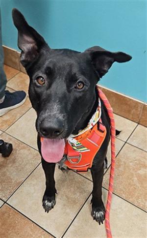 CHICO, German Shepherd Dog, adult, available for adoption