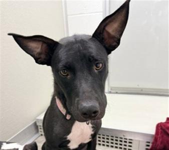 A080369, Labrador Retriever / Pit Bull Terrier, adult, available for adoption