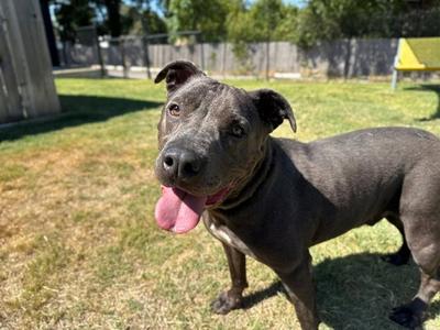 BULLET, Pit Bull Terrier, adult, available for adoption