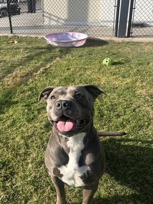 KARMA, Pit Bull Terrier, adult, available for adoption