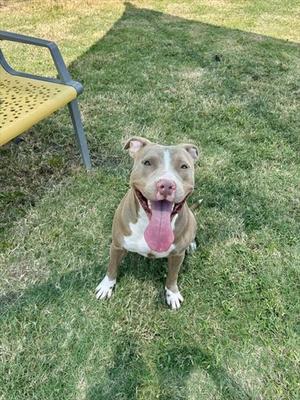 A brown and white dog with a pink tongue sticking out, sitting on a grassy lawn.