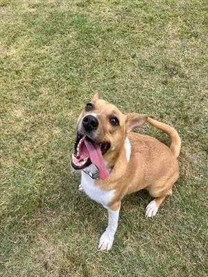 A brown and white dog with its mouth open, standing on grass.