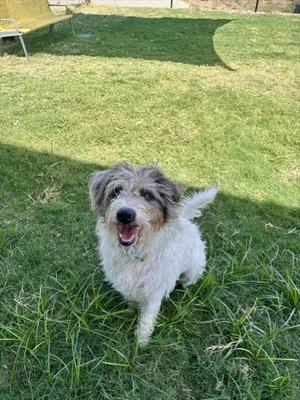 A small dog with a white and gray coat is standing on a grassy lawn, looking up with its mouth open and tongue out. The dog has floppy ears and a happy expression. The background shows a green lawn with some shadows and a fence in the distance.