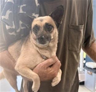 CECILIA, Chihuahua, adult, available for adoption
