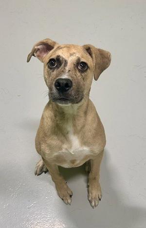 CARTMAN, Bulldog, young, available for adoption