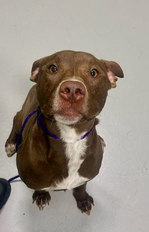 BANNER, Pit Bull Terrier, adult, available for adoption