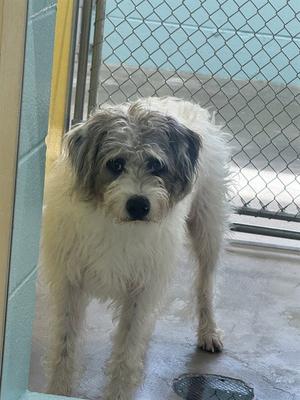 JAX, Catahoula Leopard Dog / Border Terrier, adult, available for adoption