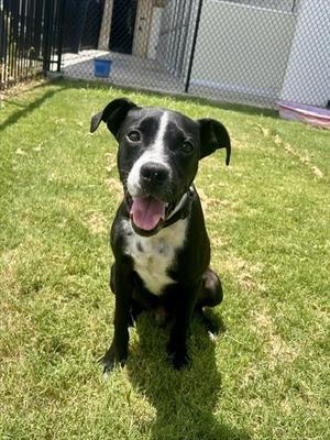 ABE, Pit Bull Terrier, young, available for adoption