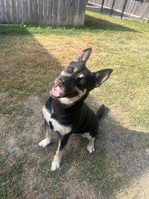 HANNAH, German Shepherd Dog, adult, available for adoption