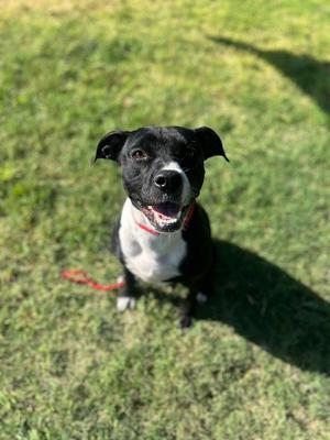 LITTLE BITTY, Pit Bull Terrier, adult, available for adoption