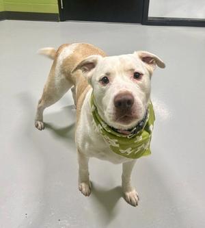 GIZMO, Labrador Retriever, adult, available for adoption