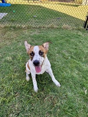 A brown and white dog sitting on grass with its mouth open, looking at the camera.