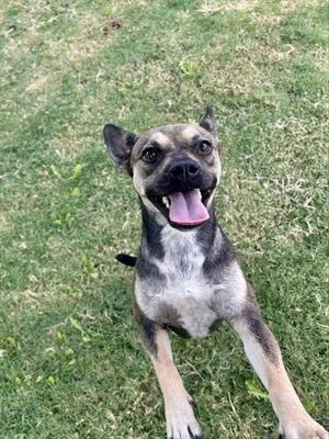 A happy dog with a black and tan coat is standing on a grassy field, looking up with its mouth open and tongue out.