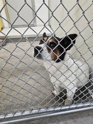 A dog behind a chain-link fence