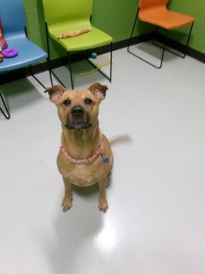 BROOKLYN, German Shepherd Dog / Pit Bull Terrier, adult, available for adoption