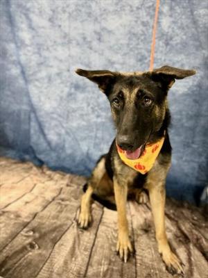 LOLA, German Shepherd Dog, adult, available for adoption
