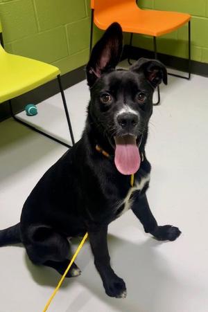 FUNYUN, Boxer, young, available for adoption