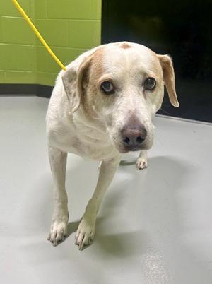 BRANDIE, Labrador Retriever, adult, available for adoption