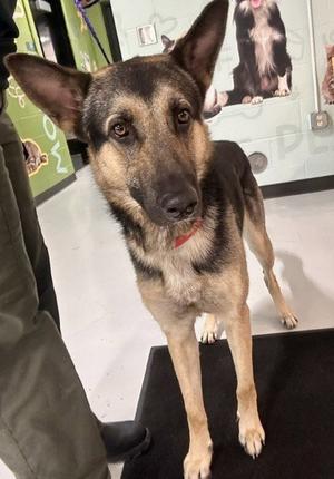 A080374, German Shepherd Dog, adult, available for adoption