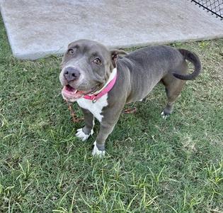 A gray and white dog with a pink collar standing on grass, looking up with its mouth open.