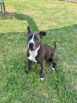A black and white dog sitting on a grassy lawn, looking directly at the camera.